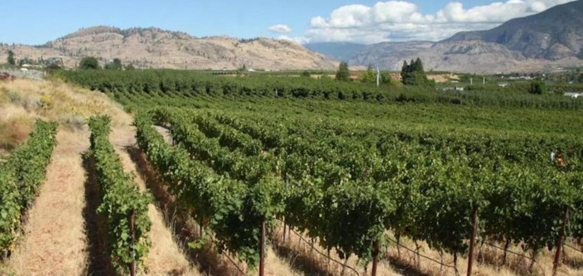 Holiday Inn Hotel & Suites Osoyoos By Ihg Exterior foto